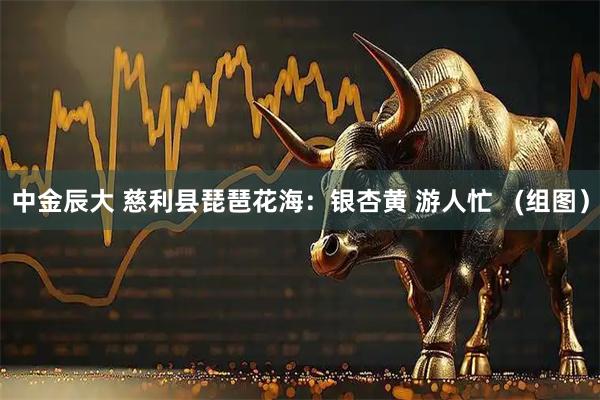 中金辰大 慈利县琵琶花海：银杏黄 游人忙   (组图）